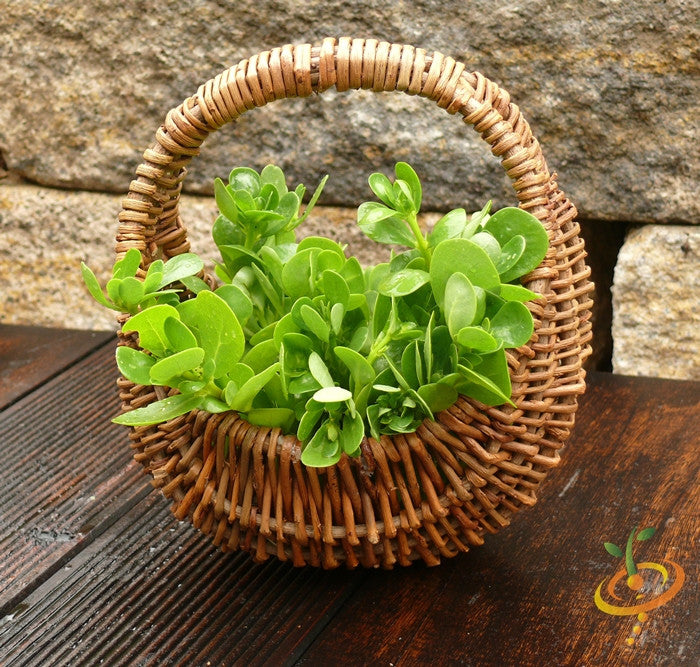 Purslane, Green - SeedsNow.com