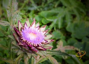 Cardoon.