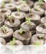 Seed starter kit with organic soil pods and sprouting seedlings